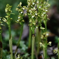 Korallenwurz (Corallorhiza trifida)