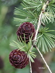 Europäische Lärche (Larix decidua)