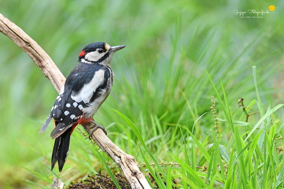 Buntspecht (Dendrocopos major)