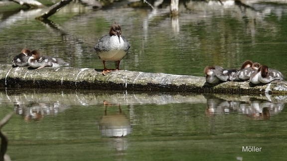 Gänsesäger (Mergus merganser)