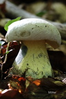 Wurzelnder Bitter-Röhrling (Caloboletus radicans)