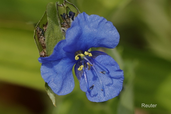 Knollige Tagblume (Commelina tuberosa)
