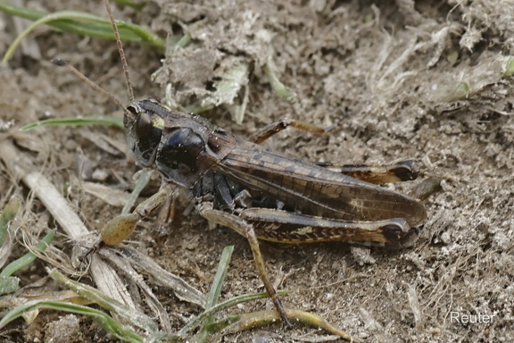 Sibirische Keulenschrecke (Gomphocerus sibiricus)