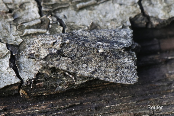 Ampfer-Rindeneule (Acronicta rumicis)
