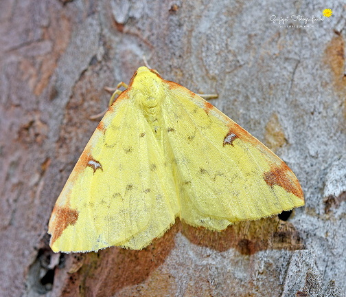 Gelbspanner - Brimstone Moth (Opisthograptis luteolata)