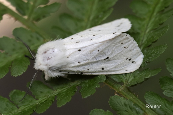 Breitflügeliger Fleckleibbär (Spilosoma lubricipeda)