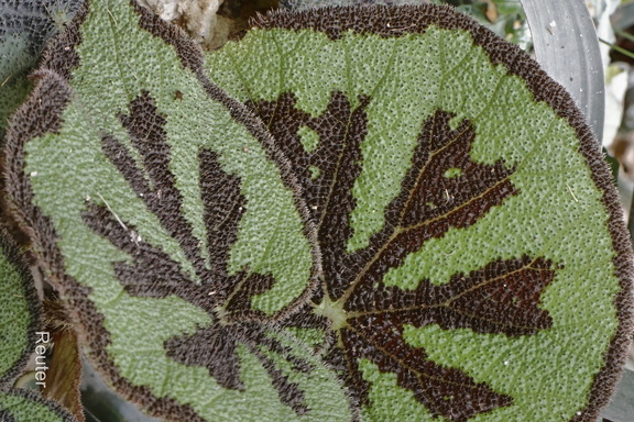 Eisernes-Kreuz-Begonie (Begonia masoniana)