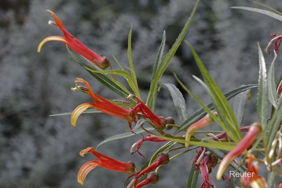 Lockerblütige Lobelie (Lobelia laxiflora)