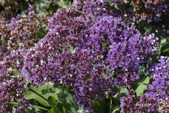Seelavendel (Limonium perezii)