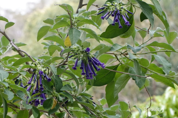Veilchenstrauch (Iochroma cyaneum)