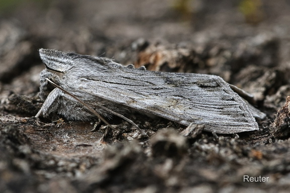 Kräuter-Mönch (Cucullia lucifuga)