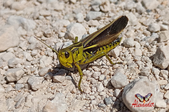 Große Höckerschrecke (Arcyptera fusca)
