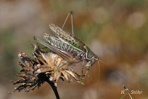 Heideschrecke (Gampsocleis glabra)