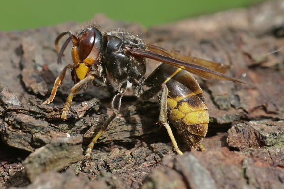 Asiatische Hornisse (Vespa velutina)
