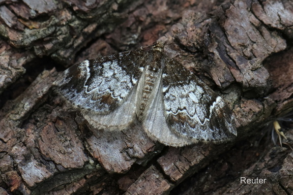 Möndchenfleck Bindenspanner (Dysstroma truncata)