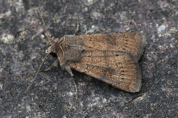 Braune Spätsommer-Bodeneule (Xestia xanthographa)