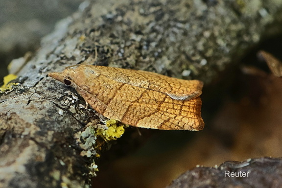 Gewürfelter Obstbaumwickler (Pandemis corylana)