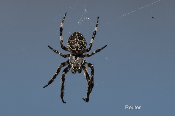 Brückenkreuzspinne (Larinioides sclopetarius)