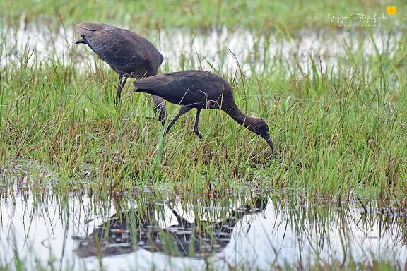 Brauner Sichler (Plegadis falcinellus)
