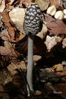 Specht- oder Elstern-Tintling (Coprinopsis picacea, Syn. Coprinus picaceus)