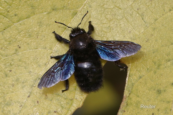 Blauschwarze Holzbiene (Xylocopa violacea)