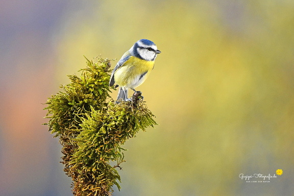 Blaumeise (Cyanistes caeruleus)