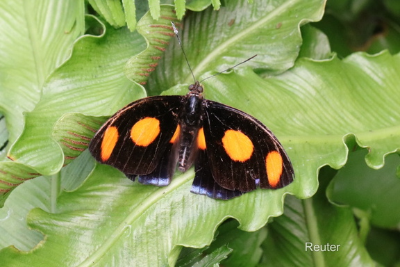 Griechische Schuhmacher Schmetterling (Catonephele numilia)