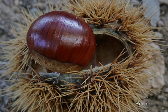 Edelkastanie (Castanea sativa)