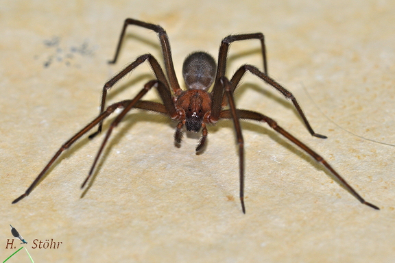 Einsiedlerspinne (Loxosceles laeta)