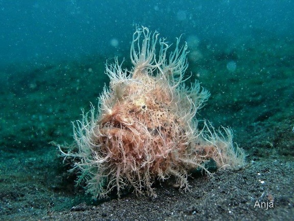 Gestreifter Anglerfisch (Antennarius striatus).