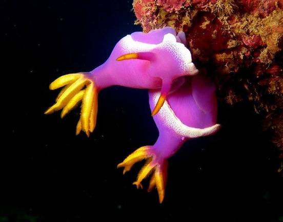 Bullock-Sternschnecke -Bubblegum Worm (Hypselodoris apolegma)