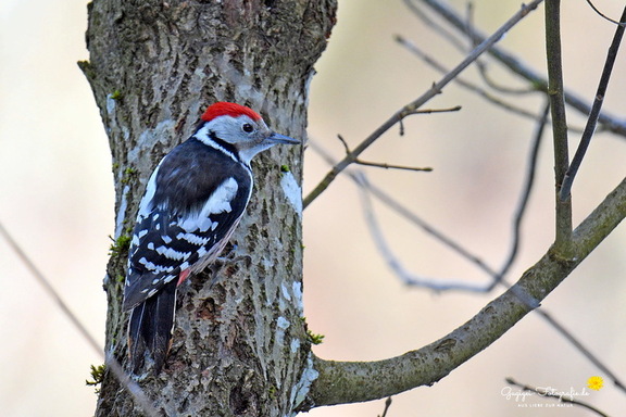 Mittelspecht (Leiopicus medius)