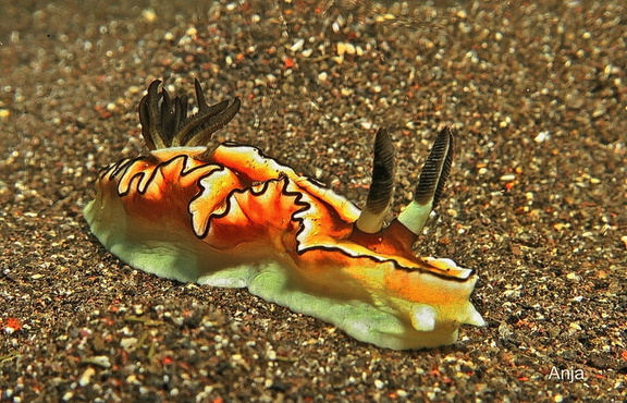 Schwarzrand-Glossodoris(Doriprismatica atromarginata)
