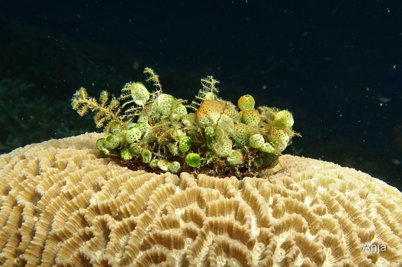 Seetraube (Caulerpa racemosa)