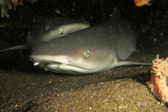 Weißspitzen-Riffhai (Triaenodon obesus)