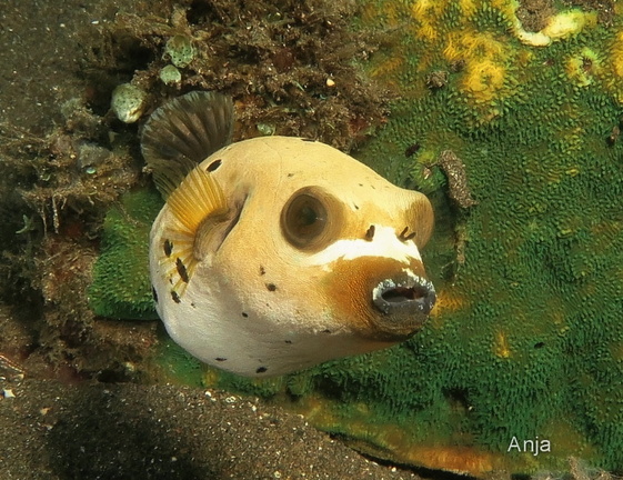 Schwarzflecken-Kugelfisch (Arothron nigropunctatus)