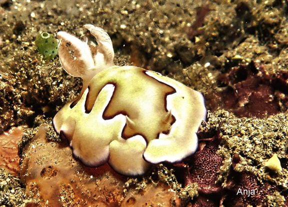 Sternschnecke (Goniobranchus coi)