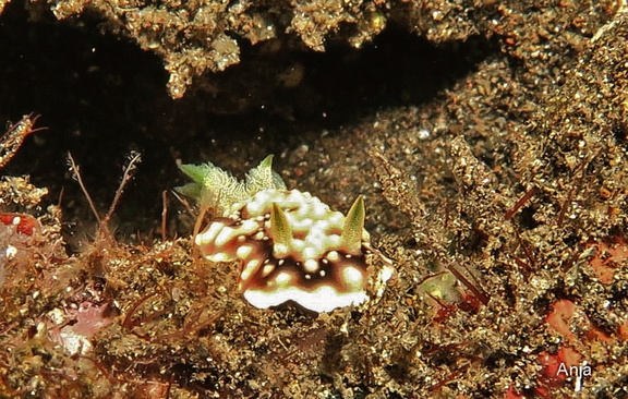 Geometrische Chromodoris (Goniobranchus geometricus)