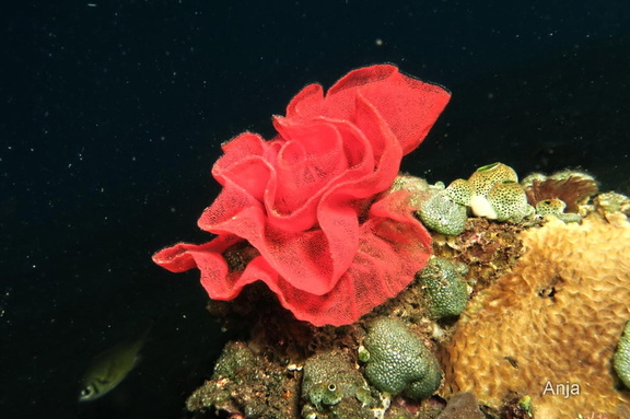 Eier der Blutroten Spanischen Tänzerin (Hexabranchus sanguineus)