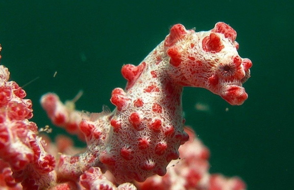 Zwerg-Seepferdchen (Hippocampus bargibanti)