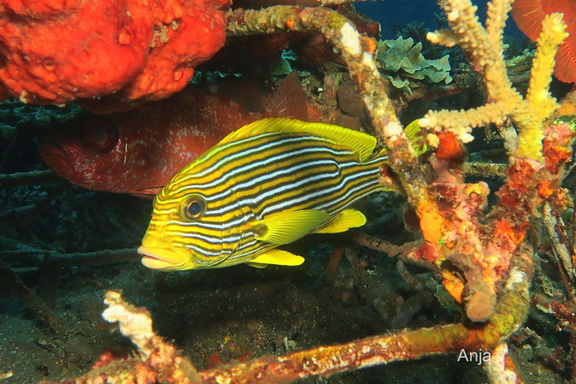 Goldband-Süßlippe (Plectorhinchus polytaenia)