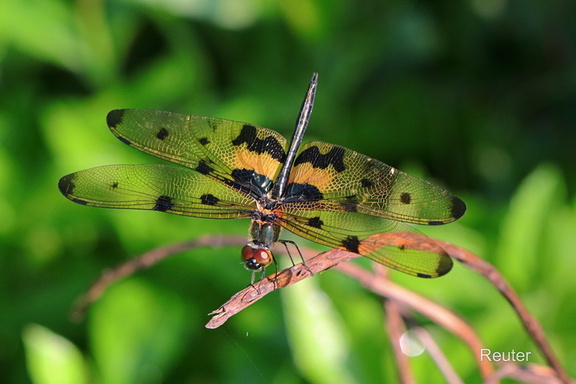 Buntscheckiger Schöntuer (Rhyothemis variegata)