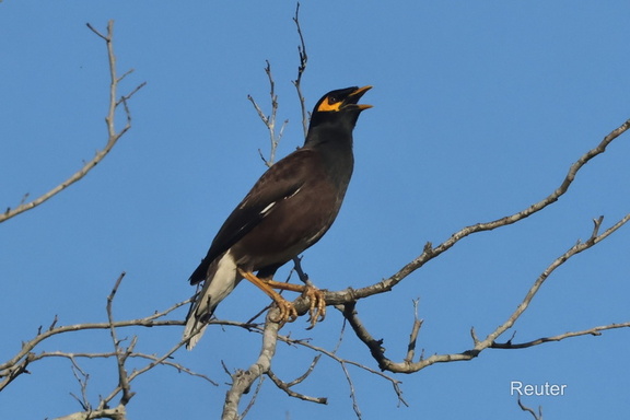 Hirtenstar (Acridotheres tristis