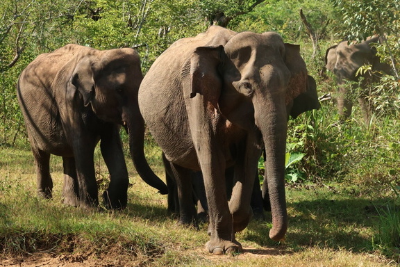 Indischer Elefant (Elephas maximus indicus)