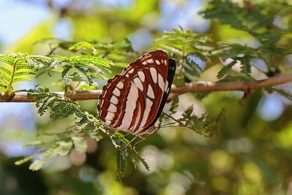Schwarzbrauner Trauerfalter (Neptis sappho)