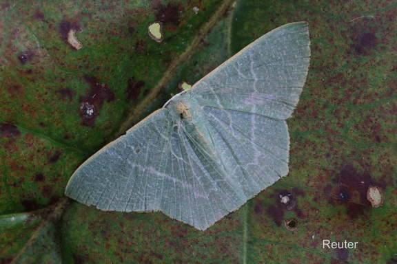 Spanner (Orothalassodes falsaria)