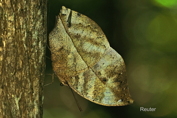 Indisches Blatt (Kallima inachus)