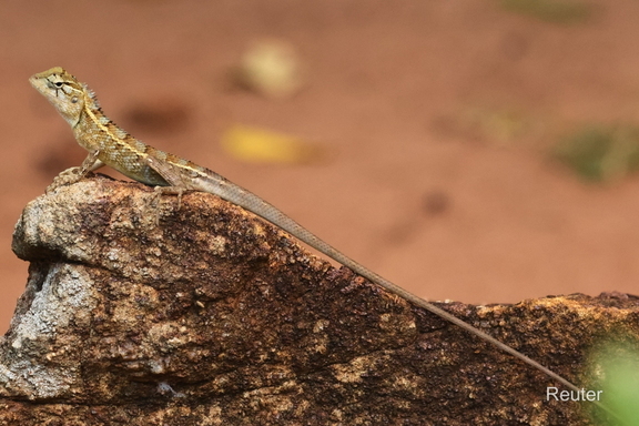 Indische Garteneidechse (Calotes versicolor)