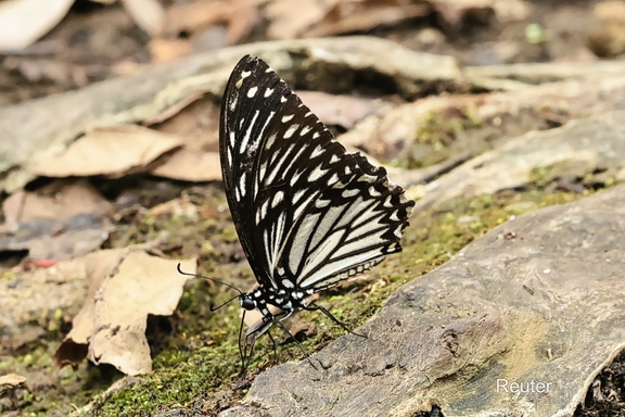 Common Mime Swallowtail (Papilio clytia)