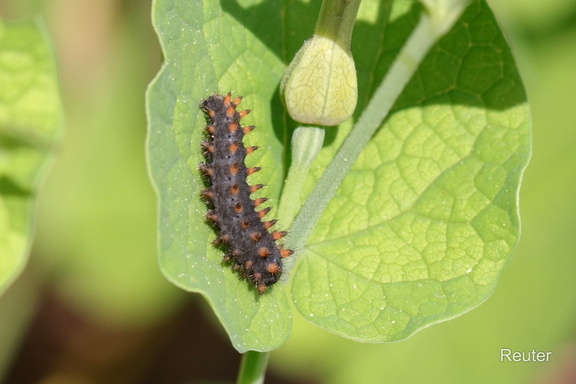 Spanischer Osterluzeifalter Raupe (Zerynthia rumina)